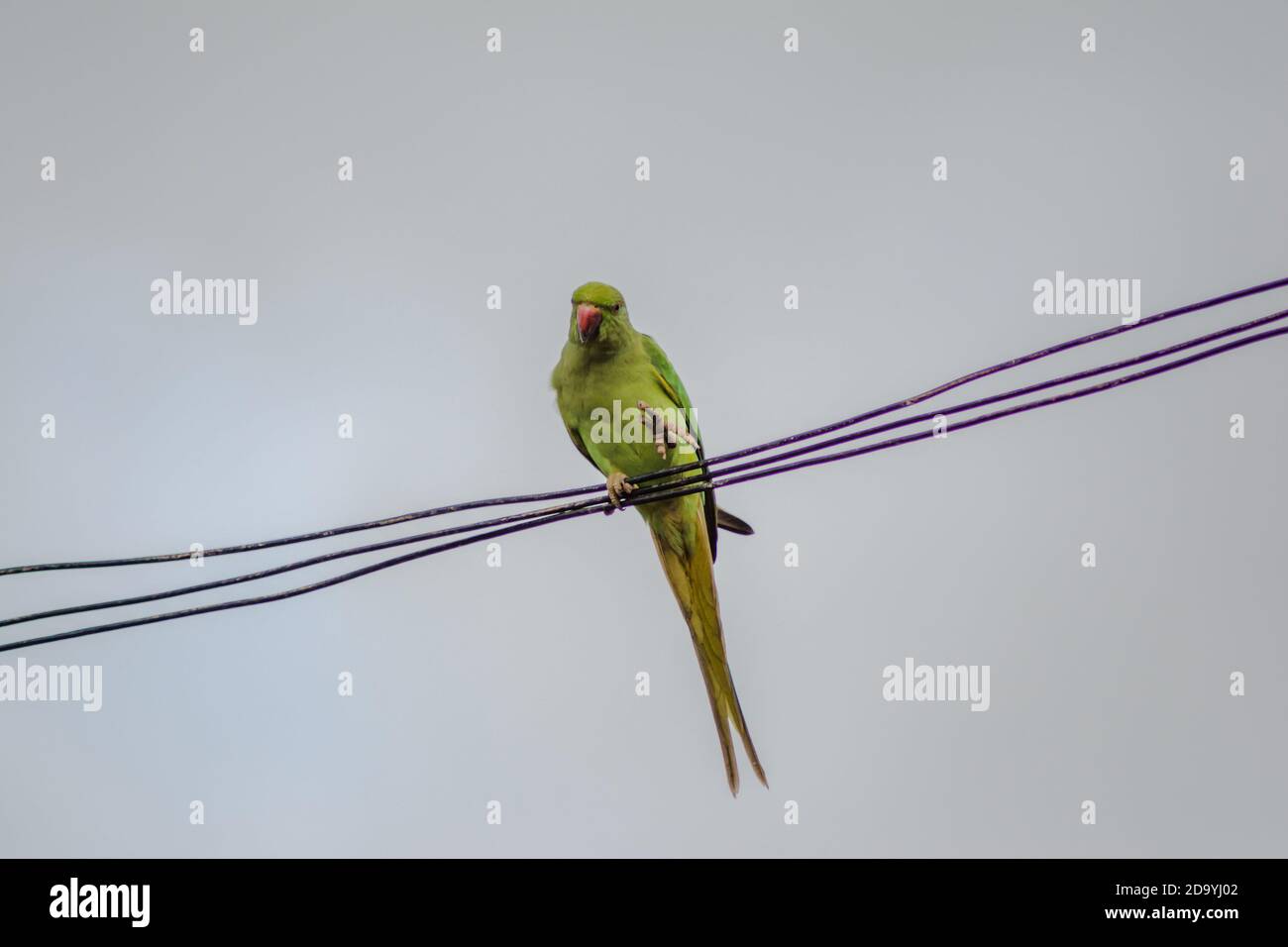 Papageien, auch Psittacines genannt, sind Vögel der rund 393 Arten in 92 Gattungen, die die Ordnung Psittaciformes umfassen. Stockfoto