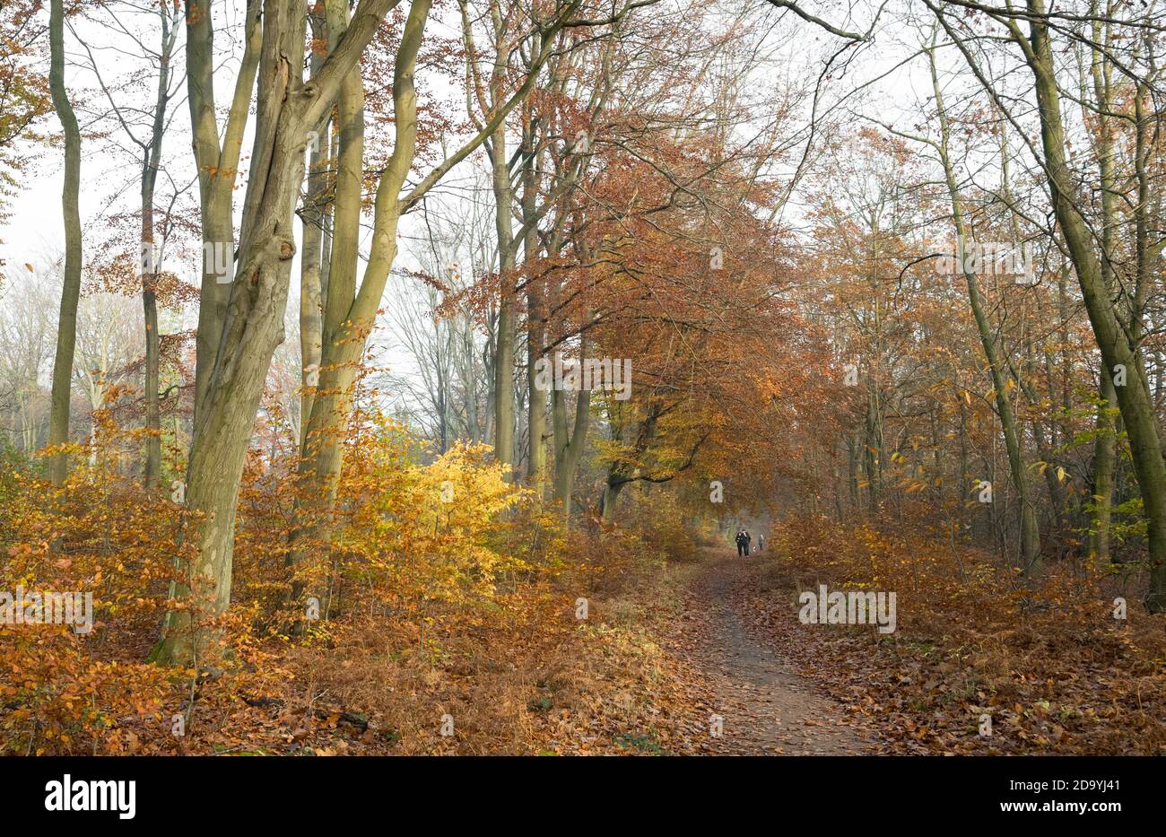 Menschen, die auf einem Reitweg durch einen typischen Wald im Sherwood Forest mit Laubbäumen wandern. Stockfoto