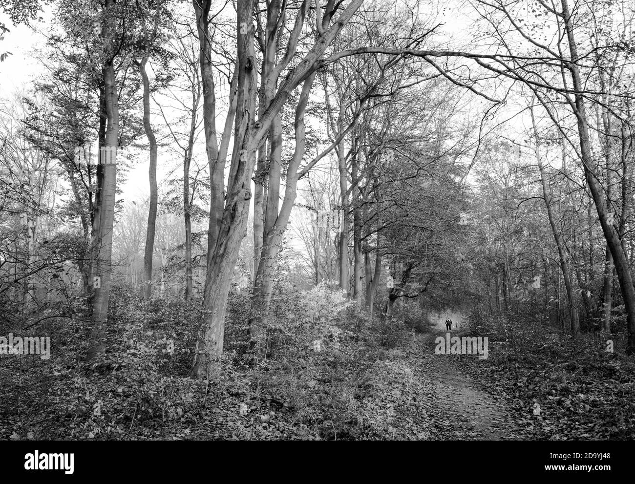 Menschen, die auf einem Reitweg durch einen typischen Wald im Sherwood Forest mit Laubbäumen wandern. Stockfoto