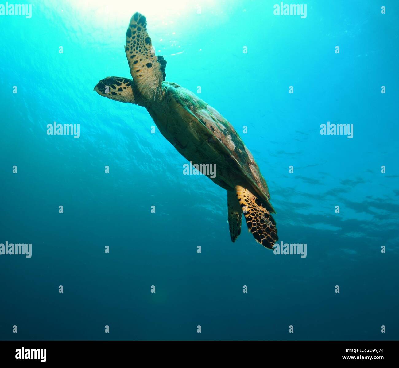 Atemberaubende Aufnahme einer Schildkröte schwimmen für die Oberfläche, Komodo Nationalpark, Indonesien Stockfoto