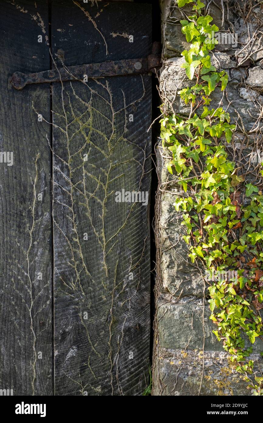 ivy heranwachsende alte Scheune mit Holztüren Stockfoto