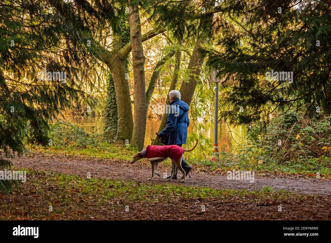Frau, die ihren Hund im Park läuft. Stockfoto