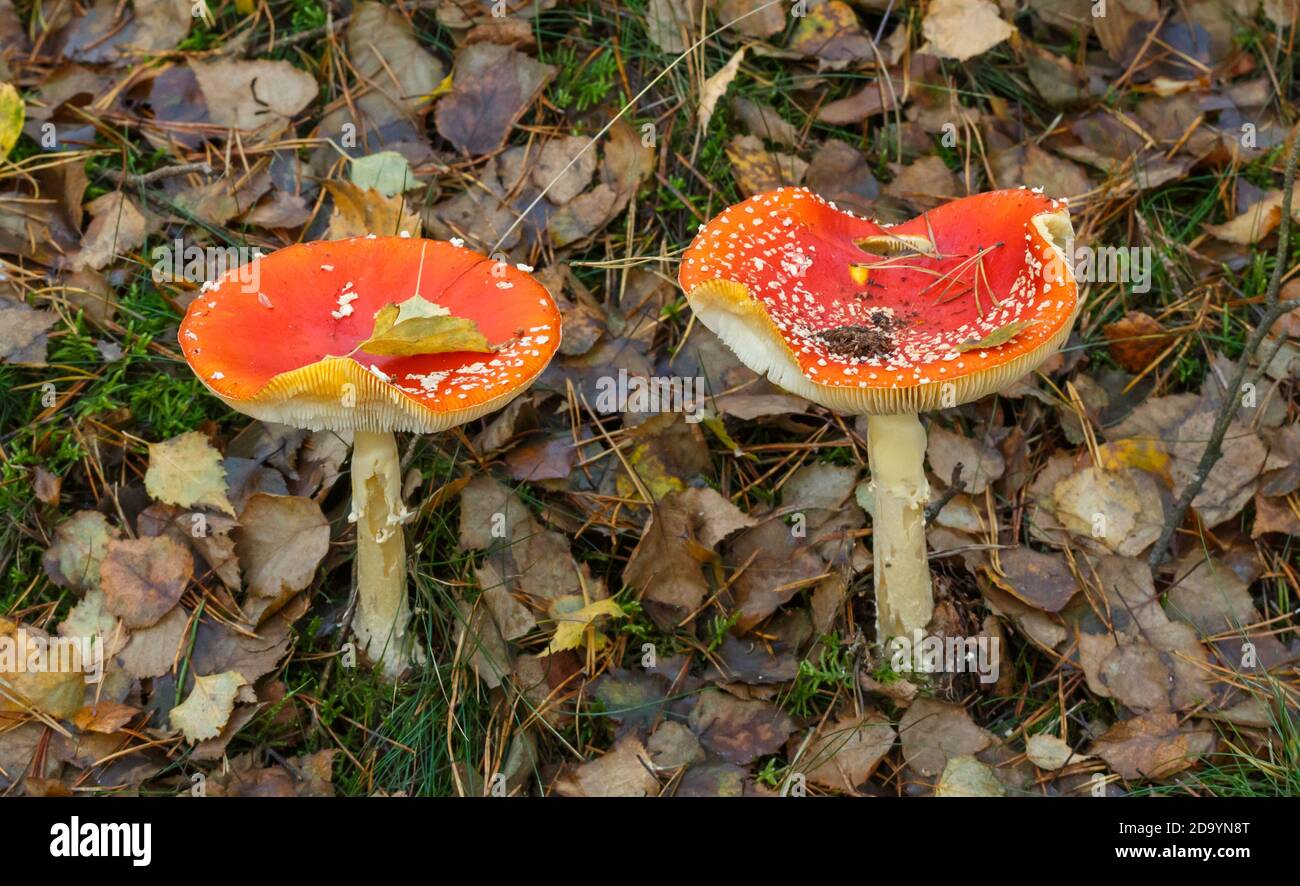 Fliegen Sie Agaric im Wald (Bergwerkswald, Grossen-Linden, Hessien Deutschland) bei einem Spaziergang im Herbst Stockfoto