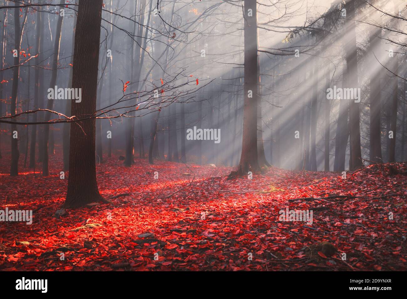 Herbstwald mit bunten Blättern und Sonnenstrahlen in nebligen Nebel Stockfoto