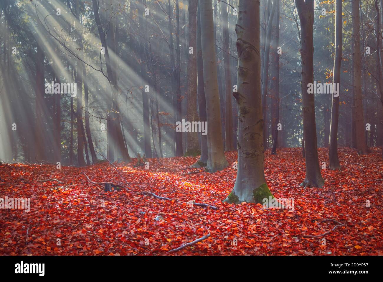 Herbstwald mit bunten Blättern und Sonnenstrahlen in nebligen Nebel Stockfoto