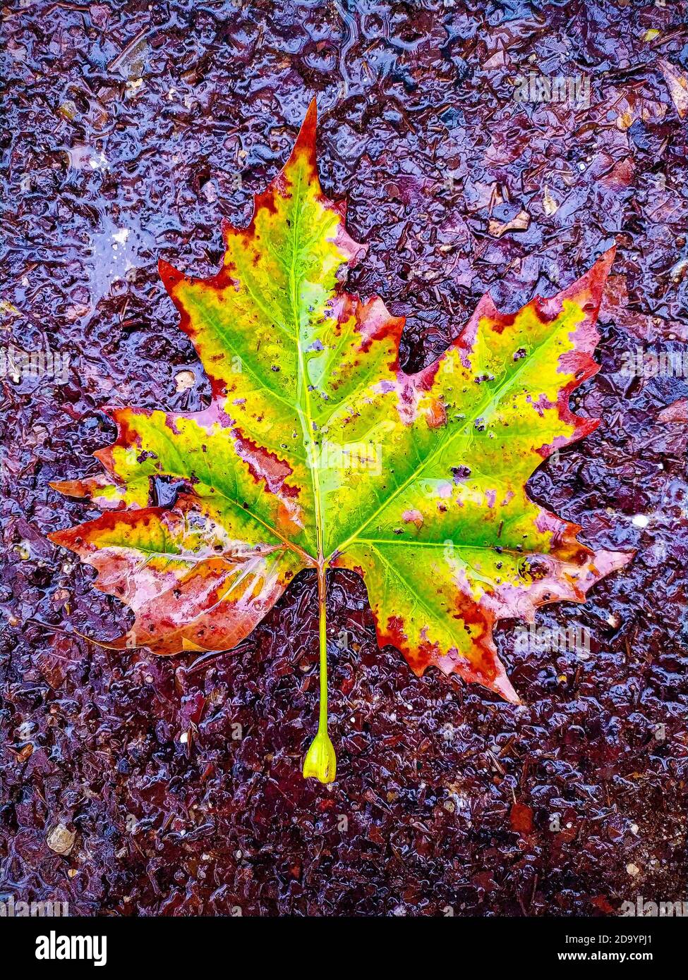Gefallenes Grün lassen auf dem nassen Boden, herbstlicher Hintergrund. Stockfoto