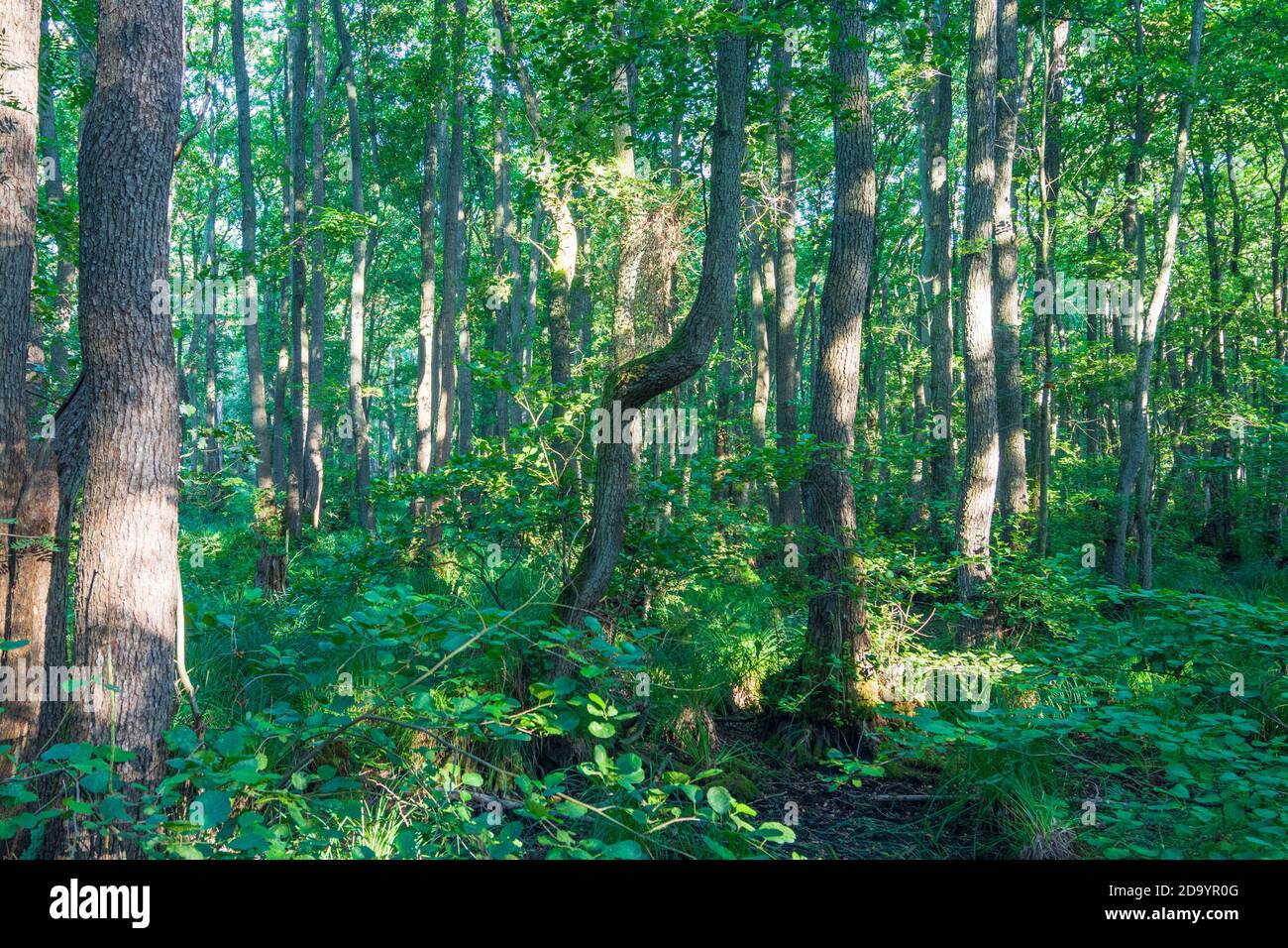 Vorpommersche Boddenlandschaft, Vorpommern Lagunengebiet Nationalpark: Darßwald, Ostsee, Darßhalbinsel, Mecklenburg-vor Stockfoto