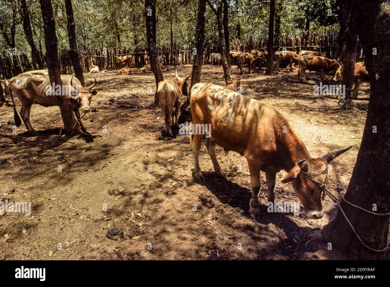 Rinderstation im Dschungel mit Tetherrindern Guinea 1979 Stockfoto