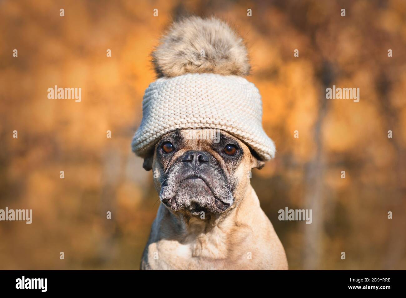 Französische Bulldog Hund trägt warme Bommel Hut vor Verschwommener Herbsthintergrund Stockfoto