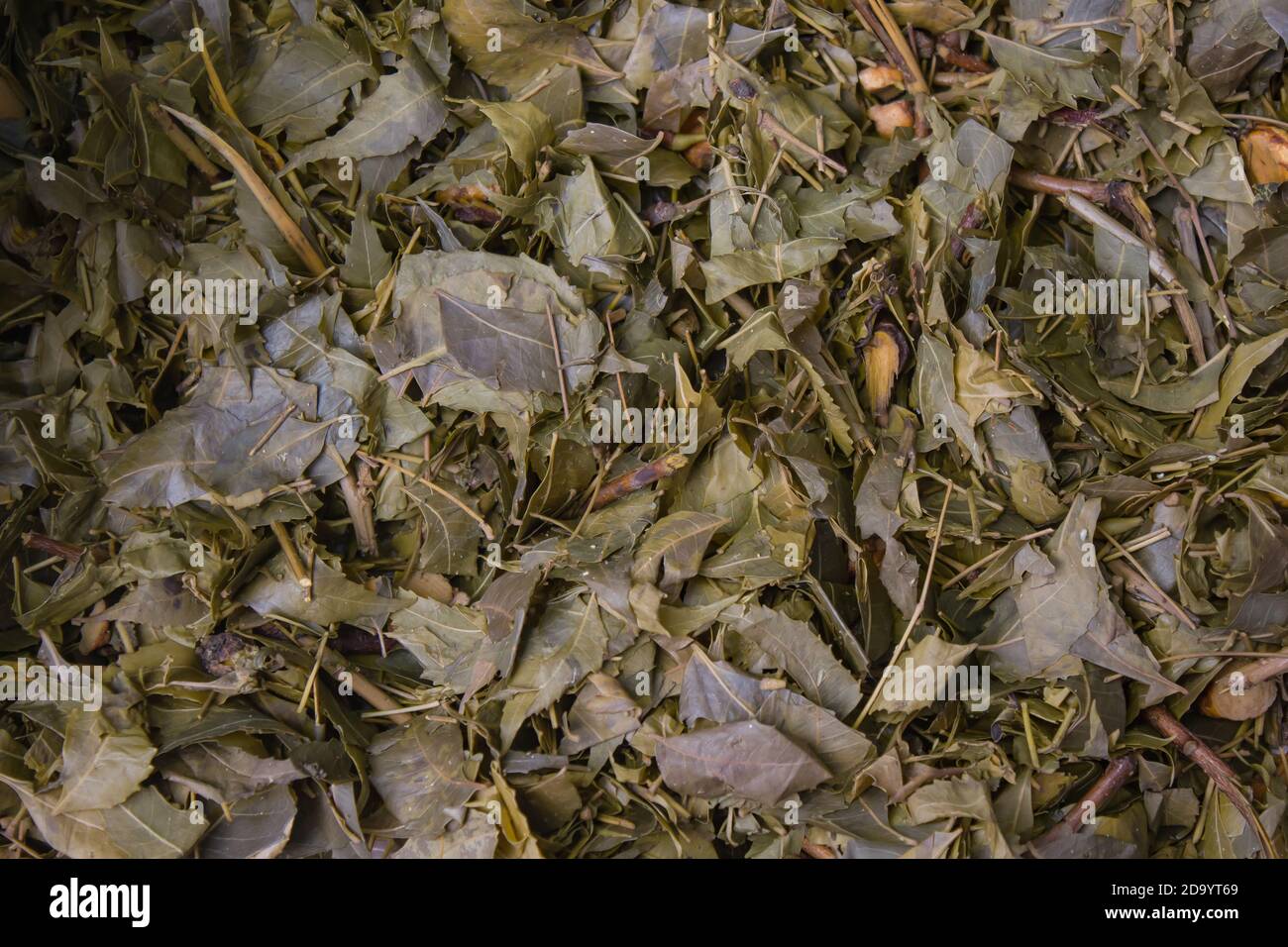 Gestapelt getrocknete neem Blätter gehalten, um organische Pestizide für den Hausgarten vorzubereiten. Nahaufnahme für Kopie Raum Hintergrund. Schöne Textur-Muster. Stockfoto
