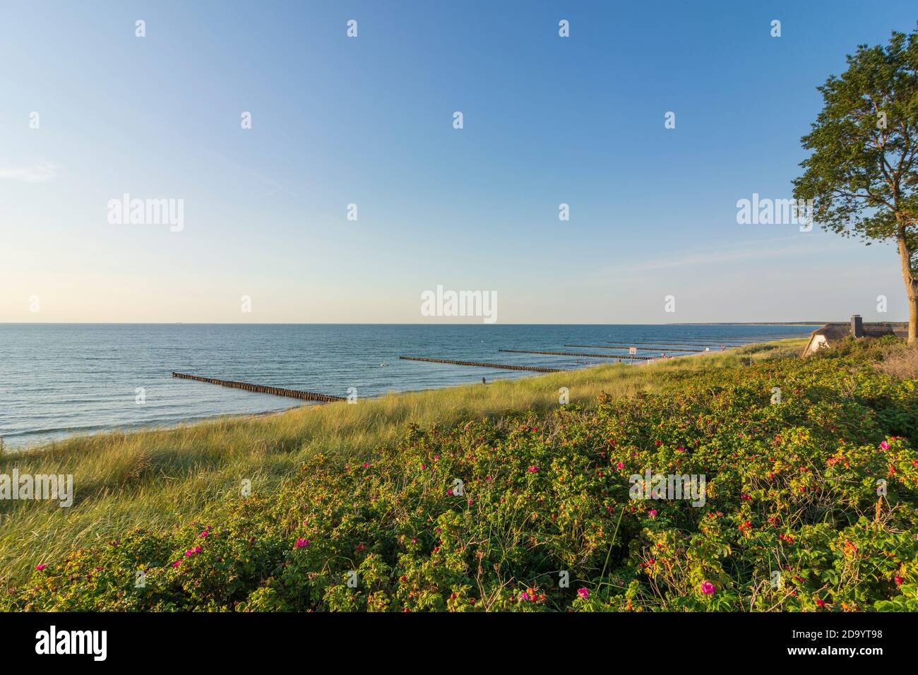Ahrenshoop: Strand, Brakwater, traditionelles Reetdachhaus, Ostsee, Halbinsel Fischland, Mecklenburg-Vorpommern, Deutschland Stockfoto