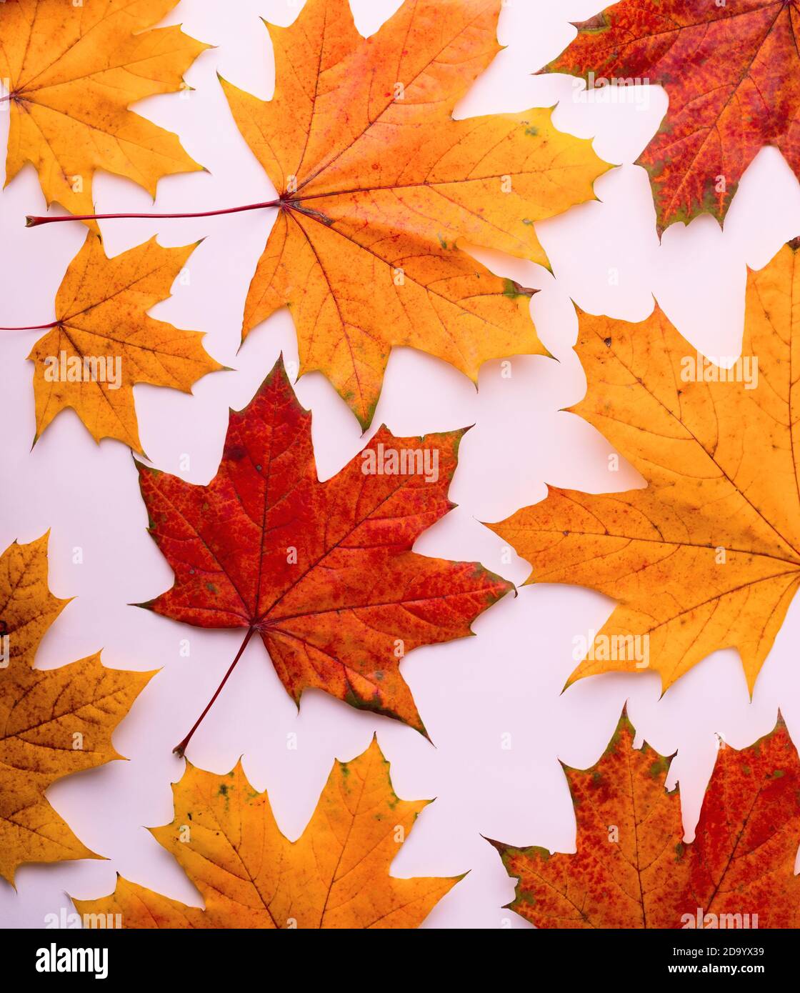 Muster aus herbstlichen gelben und roten großen Ahornblättern. Herbst saisonalen Hintergrund gut für Saison Verkauf Poster. Stockfoto