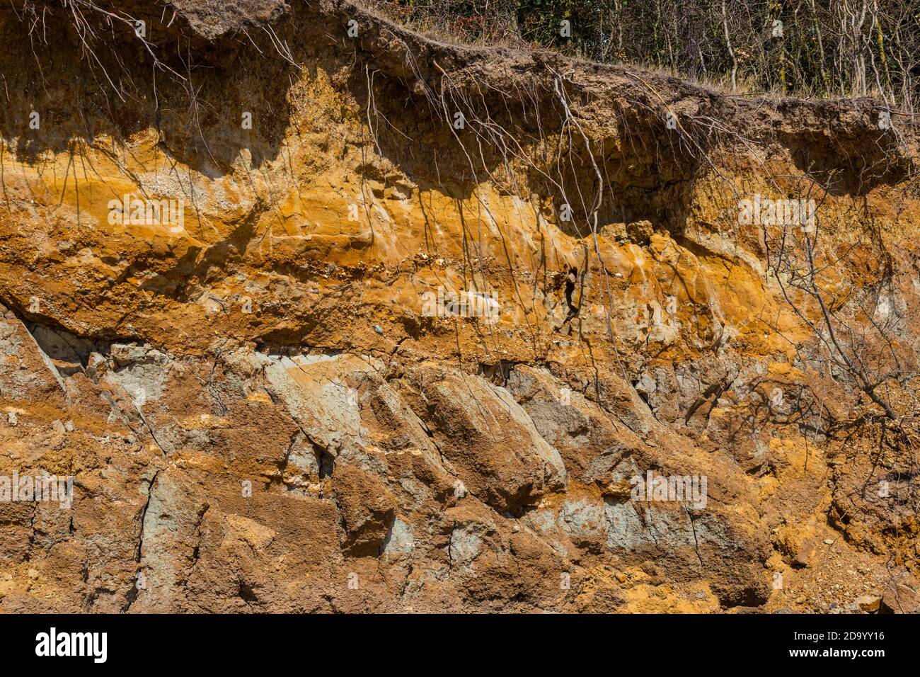 Freiliegende Baumwurzeln durch Erosion an einer Küstenklippe. Stockfoto