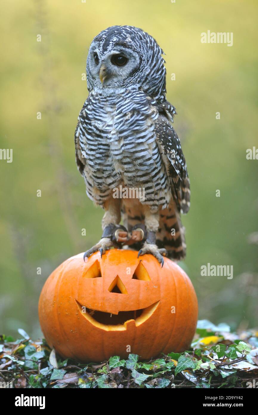 Eva, die chaco-Eule aus Argentinien, aus Birdland in Bourton-on-the-Water, prüft einen Halloween-Barsch. Stockfoto