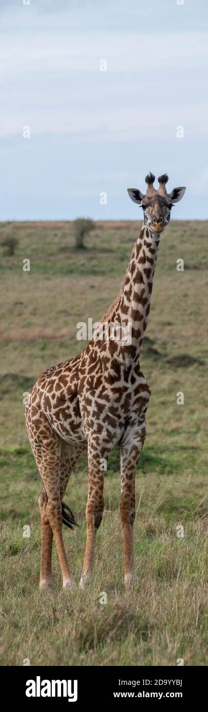 Afrika, Kenia, Northern Serengeti Plains, Maasai Mara. Masai Giraffe, alias Maasai oder Kilimandscharo Giraffe, größte Unterart (WILD: Giraffa cameloparda Stockfoto