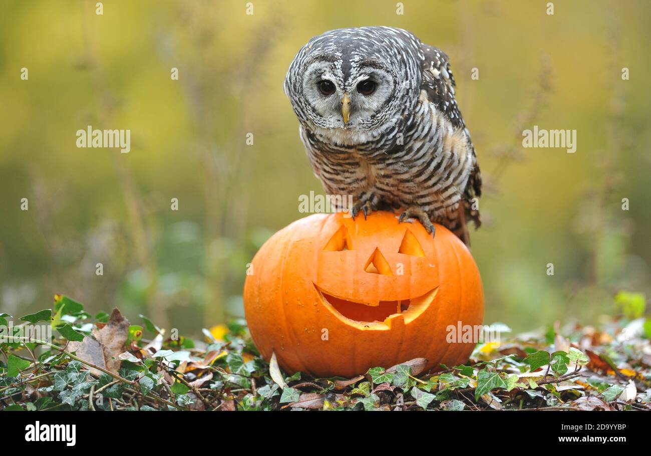 Eva, die chaco-Eule aus Argentinien, aus Birdland in Bourton-on-the-Water, prüft einen Halloween-Barsch. Als interaktive Eule des Parks ist Eva mi Stockfoto