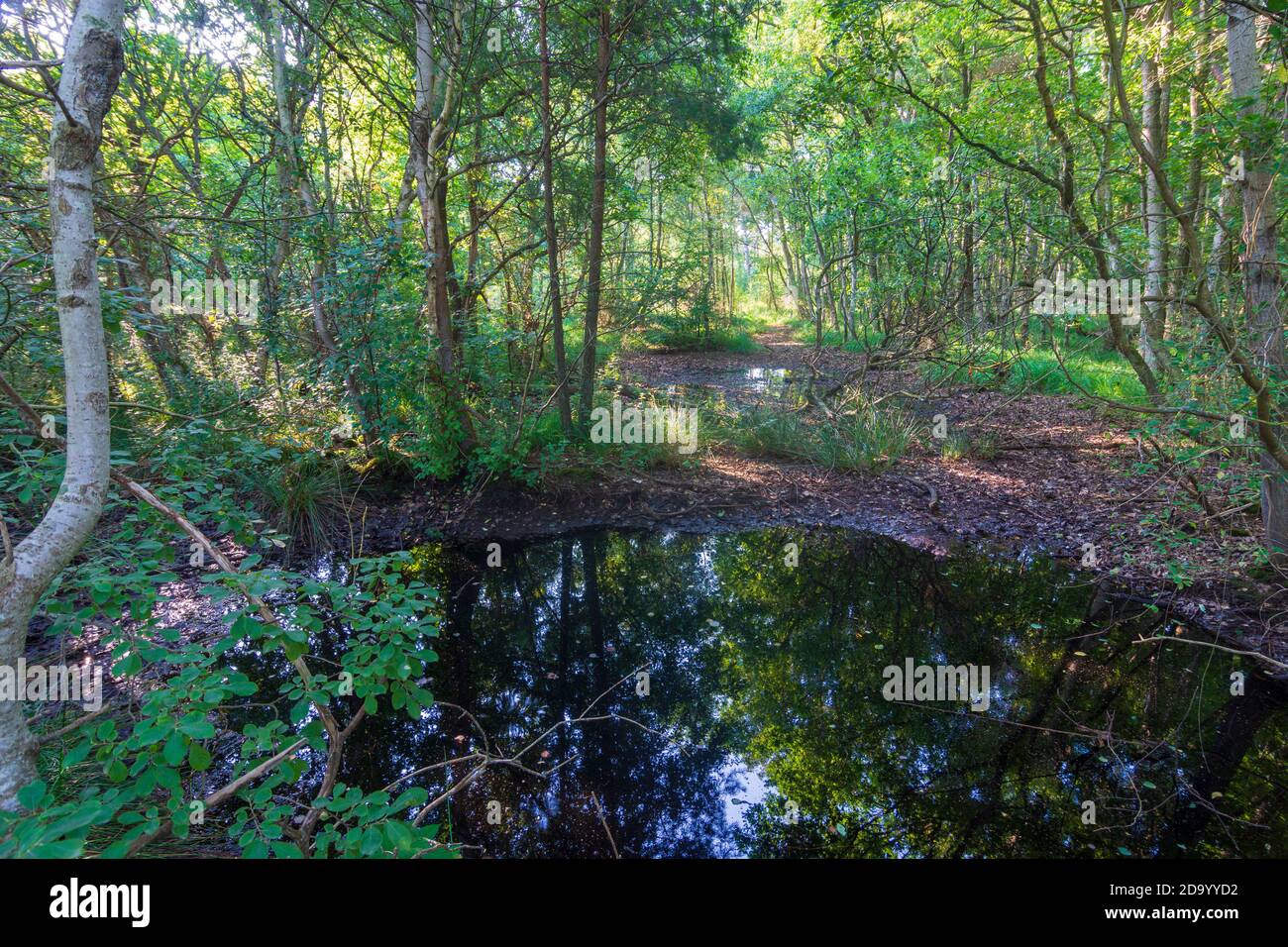 Dierhagen: Moor Ribnitzer großes Moor, Ostsee, Fischlandhalbinsel, Mecklenburg-Vorpommern, Deutschland Stockfoto