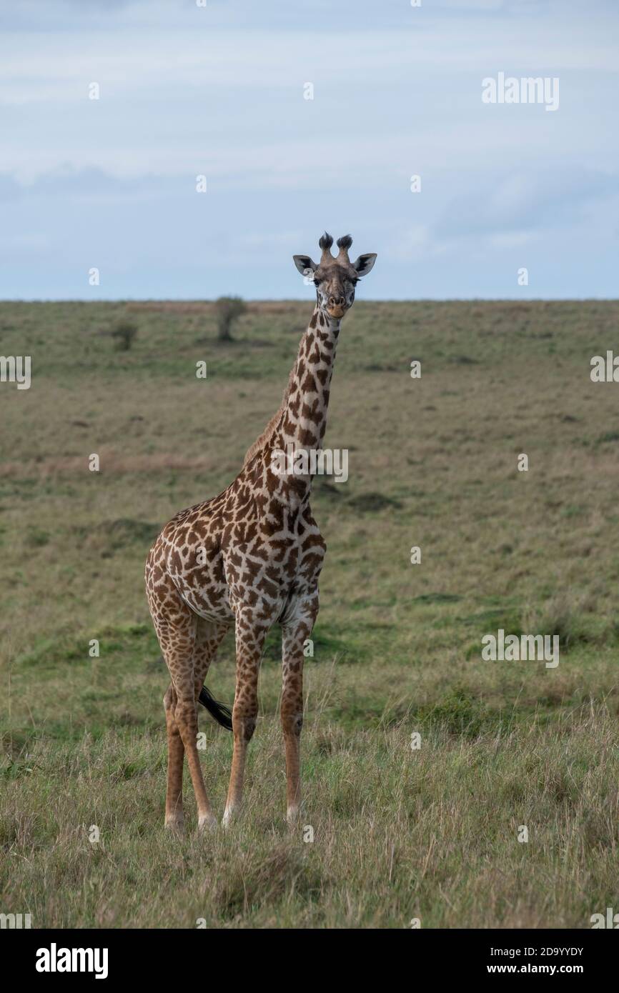 Afrika, Kenia, Northern Serengeti Plains, Maasai Mara. Masai Giraffe, alias Maasai oder Kilimandscharo Giraffe, größte Unterart (WILD: Giraffa cameloparda Stockfoto