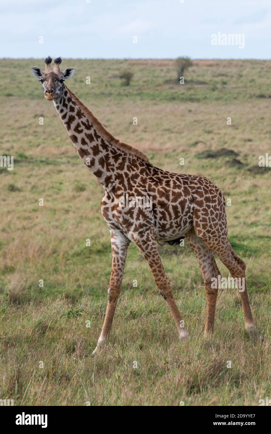 Afrika, Kenia, Northern Serengeti Plains, Maasai Mara. Masai Giraffe, alias Maasai oder Kilimandscharo Giraffe, größte Unterart (WILD: Giraffa cameloparda Stockfoto