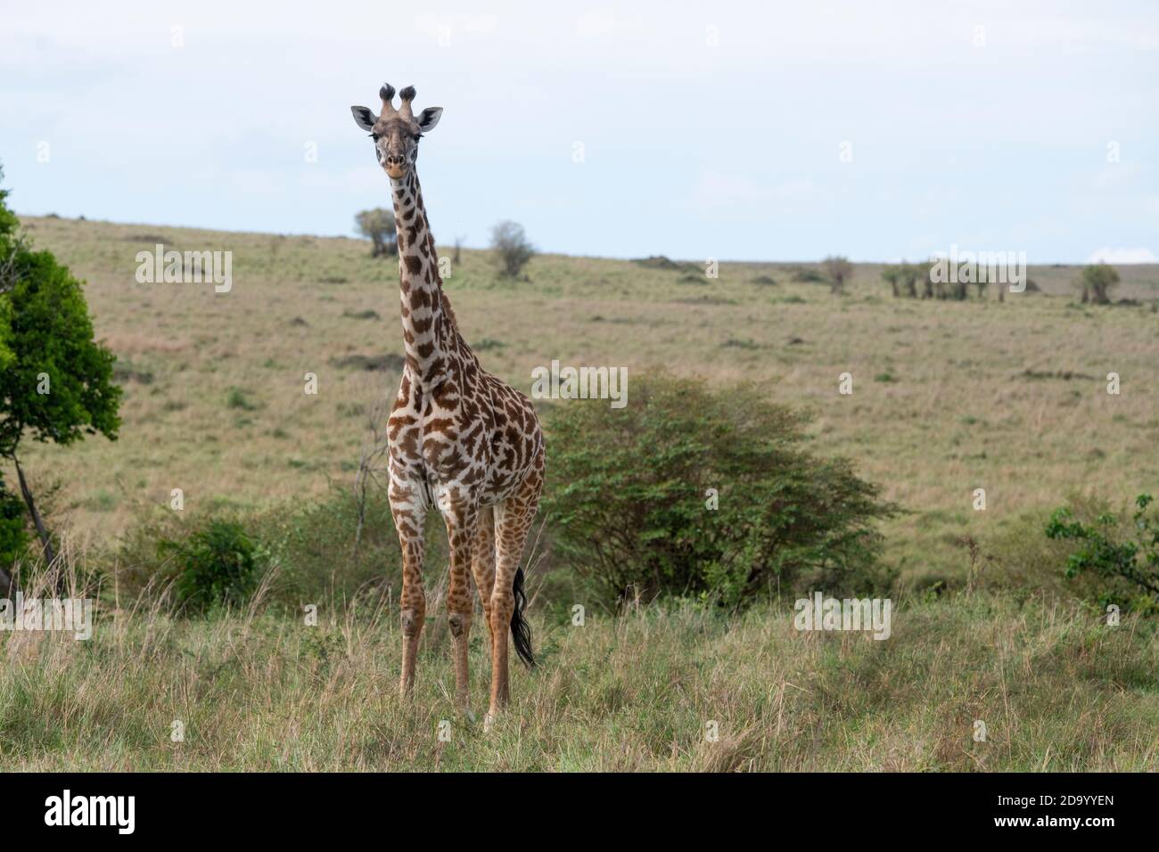 Afrika, Kenia, Northern Serengeti Plains, Maasai Mara. Masai Giraffe, alias Maasai oder Kilimandscharo Giraffe, größte Unterart (WILD: Giraffa cameloparda Stockfoto