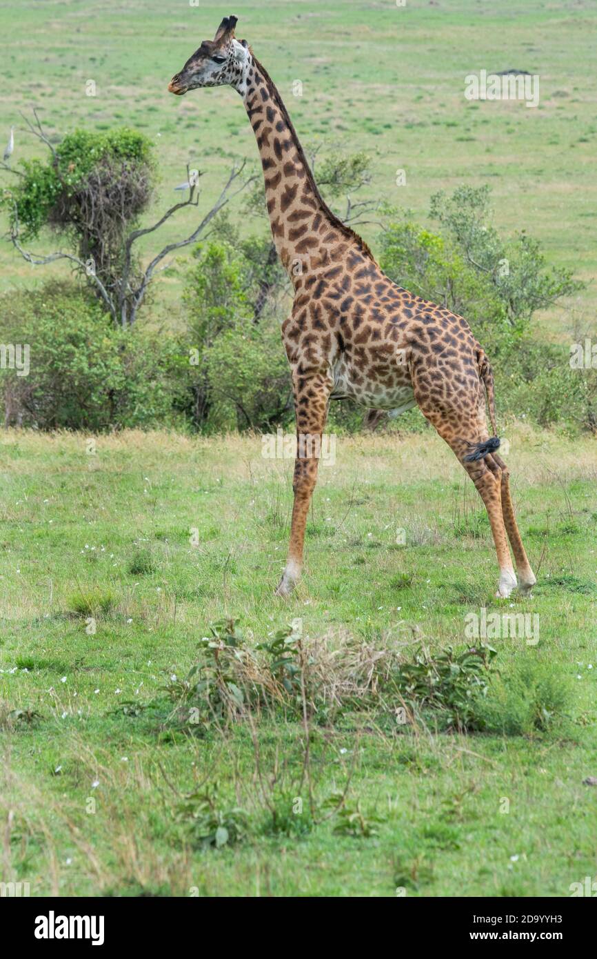 Afrika, Kenia, Northern Serengeti Plains, Maasai Mara. Männliche Masai Giraffe, auch bekannt als Maasai oder Kilimandscharo Giraffe, größte Unterart (WILD: Giraffa camelo Stockfoto