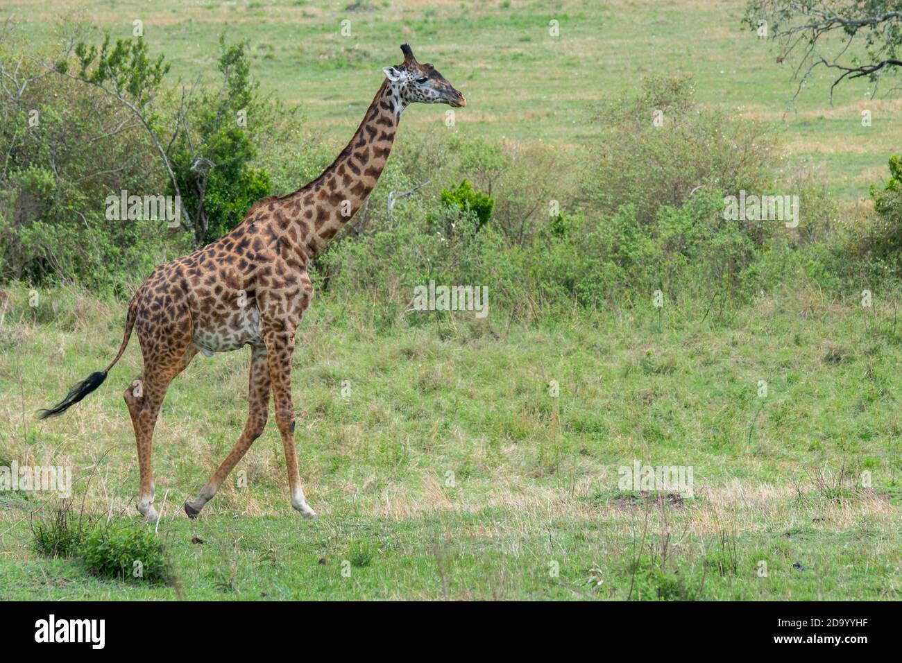Afrika, Kenia, Northern Serengeti Plains, Maasai Mara. Männliche Masai Giraffe, auch bekannt als Maasai oder Kilimandscharo Giraffe, größte Unterart (WILD: Giraffa camelo Stockfoto