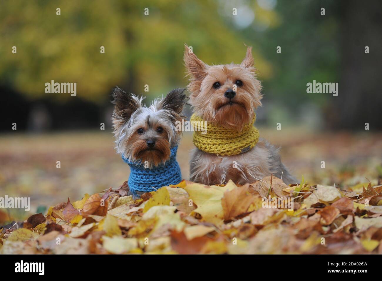 Mirri und Luna modellieren ihre farbenfrohen Snoods im Pittville Park, Cheltenham. Eine kürzlich veröffentlichte Werbekampagne der Regierung empfahl Kreativen, die sie für einen halten sollten Stockfoto