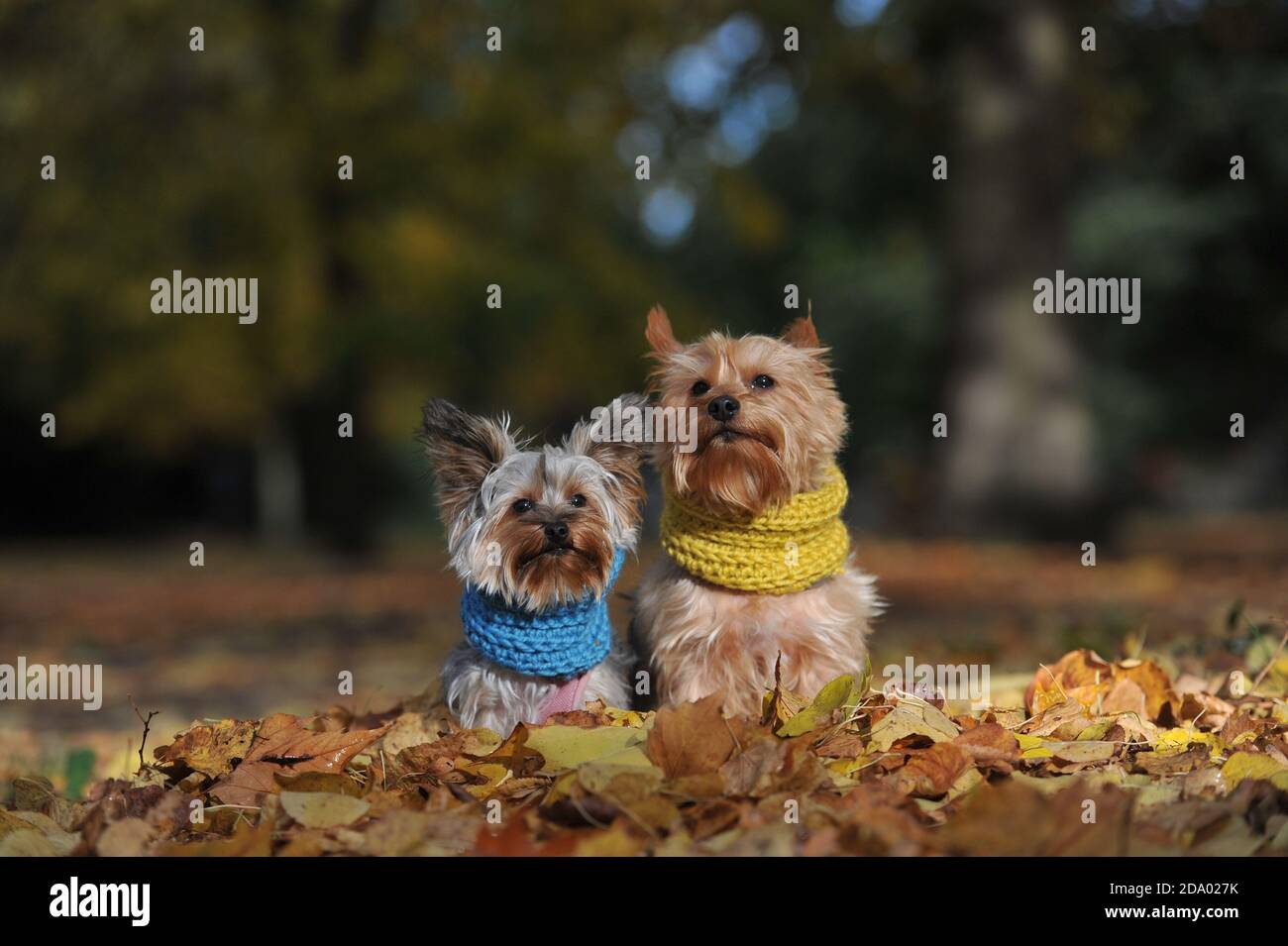Mirri und Luna modellieren ihre farbenfrohen Snoods im Pittville Park, Cheltenham. Eine kürzlich veröffentlichte Werbekampagne der Regierung empfahl Kreativen, die sie für einen halten sollten Stockfoto