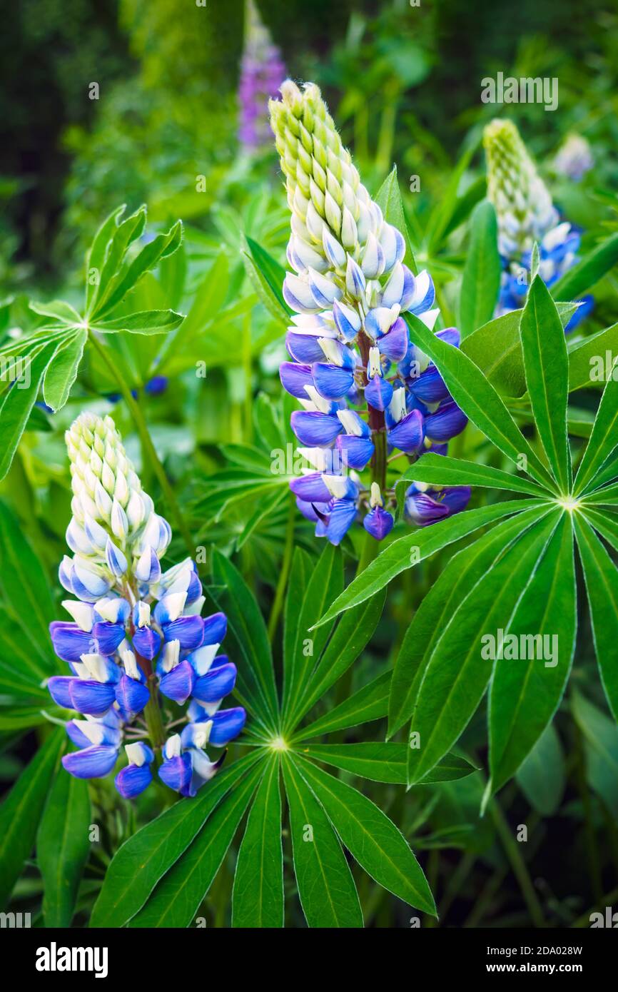 Schöne blaue Blüten von Lupinus polyphyllus und grünen Blättern, selektiver Fokus. Stockfoto