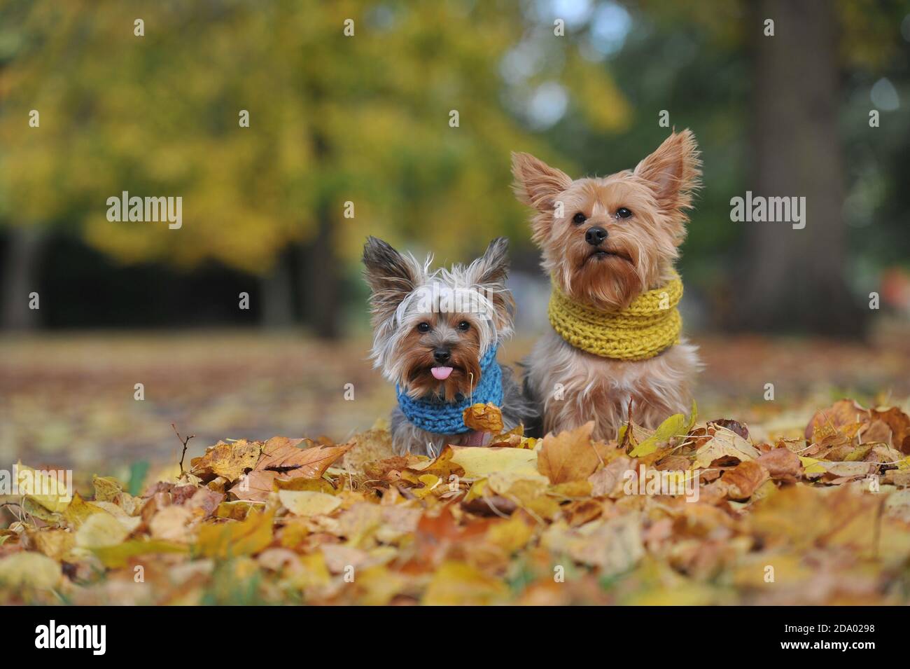 Mirri und Luna modellieren ihre farbenfrohen Snoods im Pittville Park, Cheltenham. Eine kürzlich veröffentlichte Werbekampagne der Regierung empfahl Kreativen, die sie für einen halten sollten Stockfoto