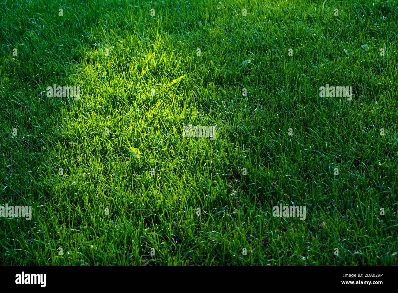 Grüner Rasen, Grashintergrund, selektiver Fokus, Kopierraum. Stockfoto