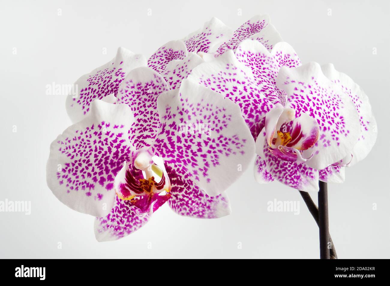 Weiße Orchidee, Orchidaceae mit violetten Flecken auf weißem Hintergrund Stockfoto