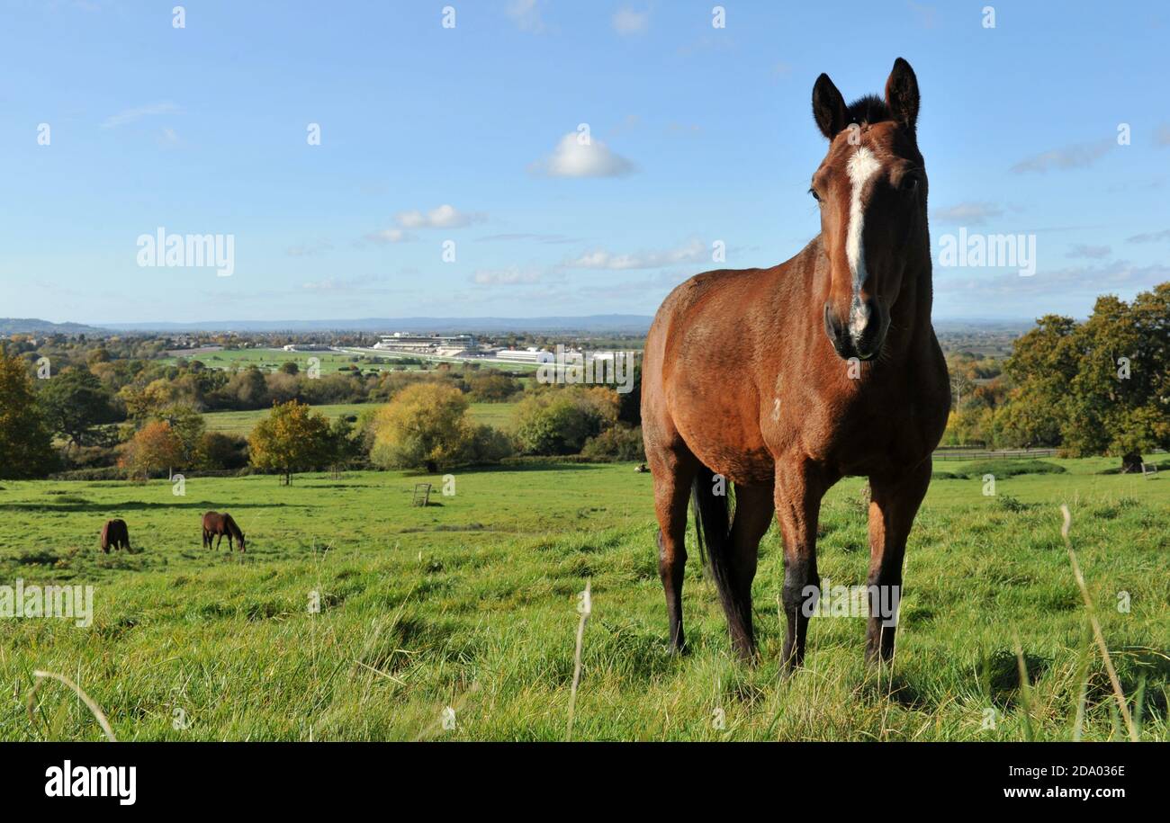 Pferde in einem Feld auf Cleeve Hill mit Blick auf Cheltenham Racecourse (Prestbury Park), Gloucestershire Stockfoto