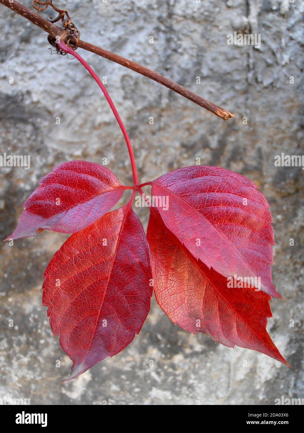 Rote Blätter mit alten Wandhintergrund, rote Blätter Makro, Herbstblätter, rote Blätter mit Mustern, Makrofotografie, Stock Bild Stockfoto