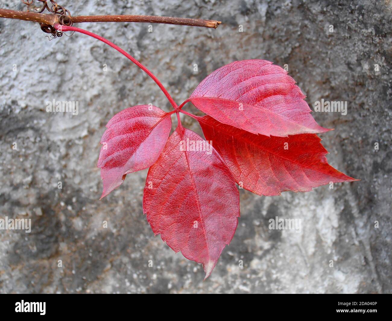Rote Blätter mit alten Wandhintergrund, rote Blätter Makro, Herbstblätter, rote Blätter mit Mustern, Makrofotografie, Stock Bild Stockfoto