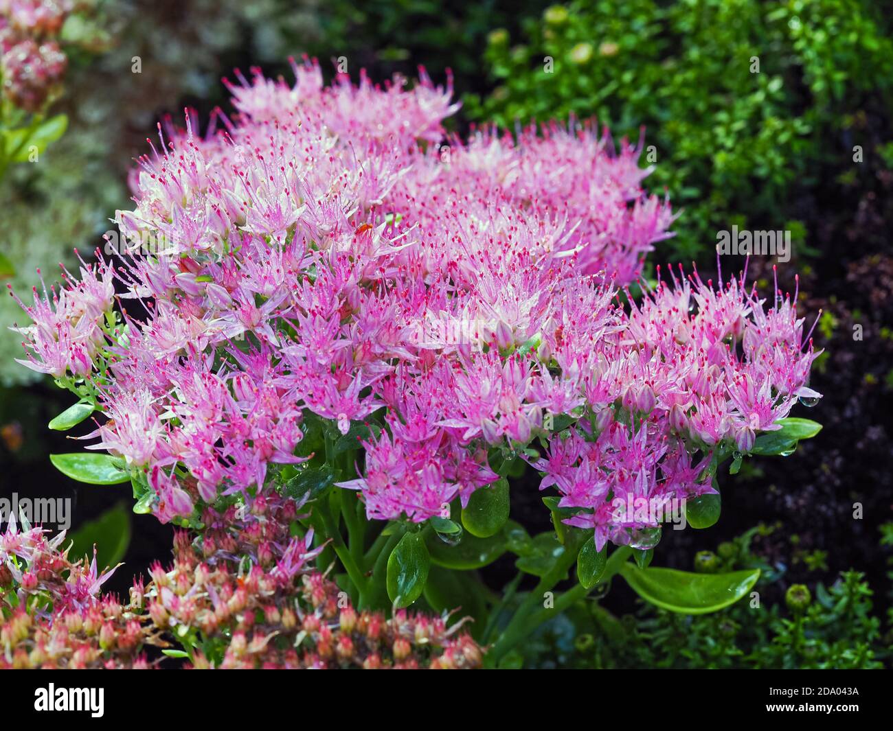 Nahaufnahme von schönen rosa Sedum spectabile Iceberg Blumen gerade öffnen In einem Garten Stockfoto