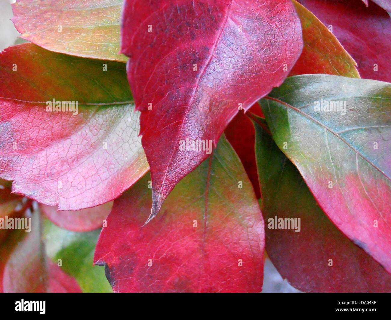 Bunte Blätter mit Mustern, bunte Blätter Makro, rot, grün und gelb Farben Blätter, Herbstblätter, Makro-Fotografie, Stock Bild Stockfoto