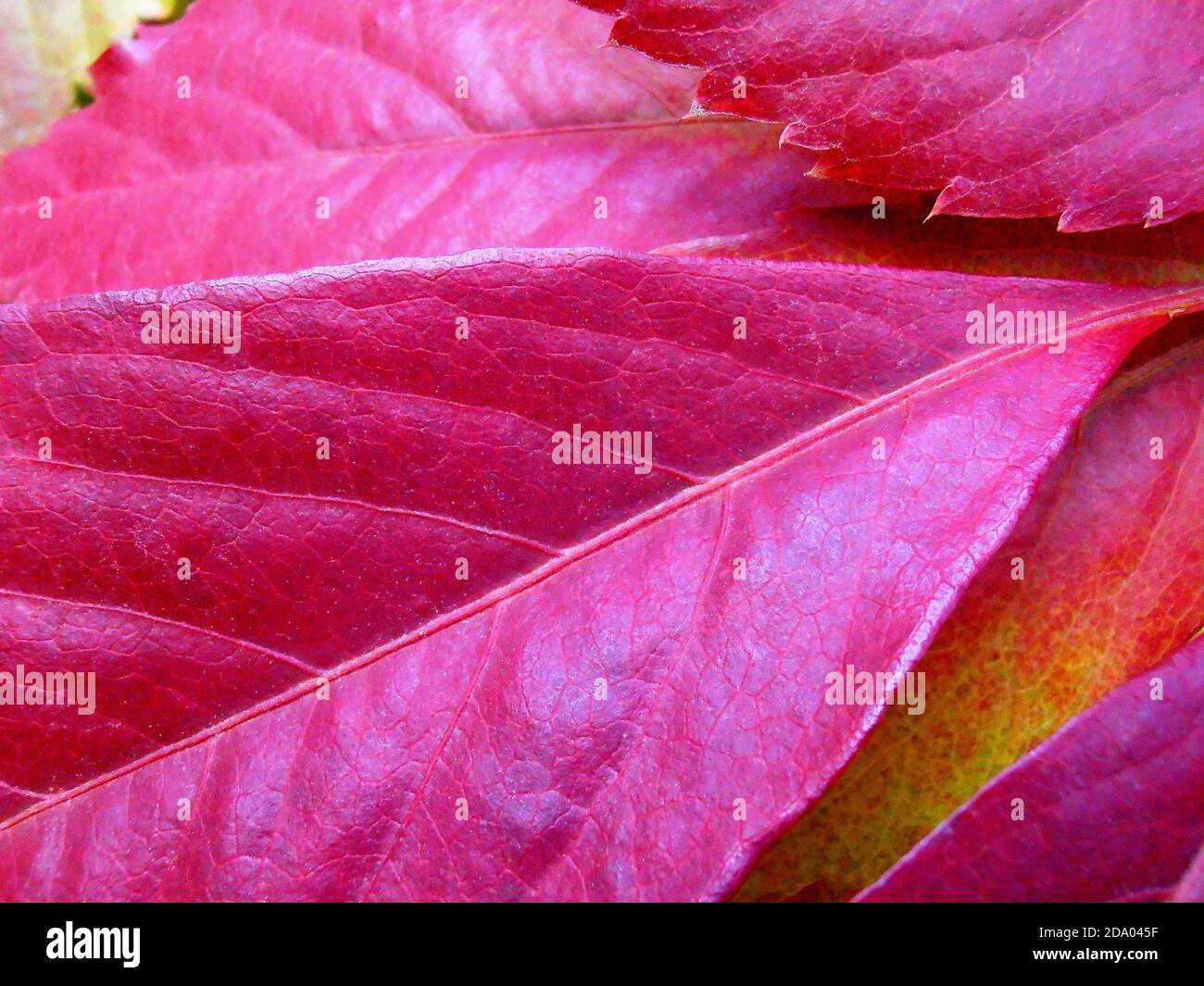 Rote Blätter mit Mustern, rote Blätter Makro, Herbstblätter, Makrofotografie, Stock Bild Stockfoto