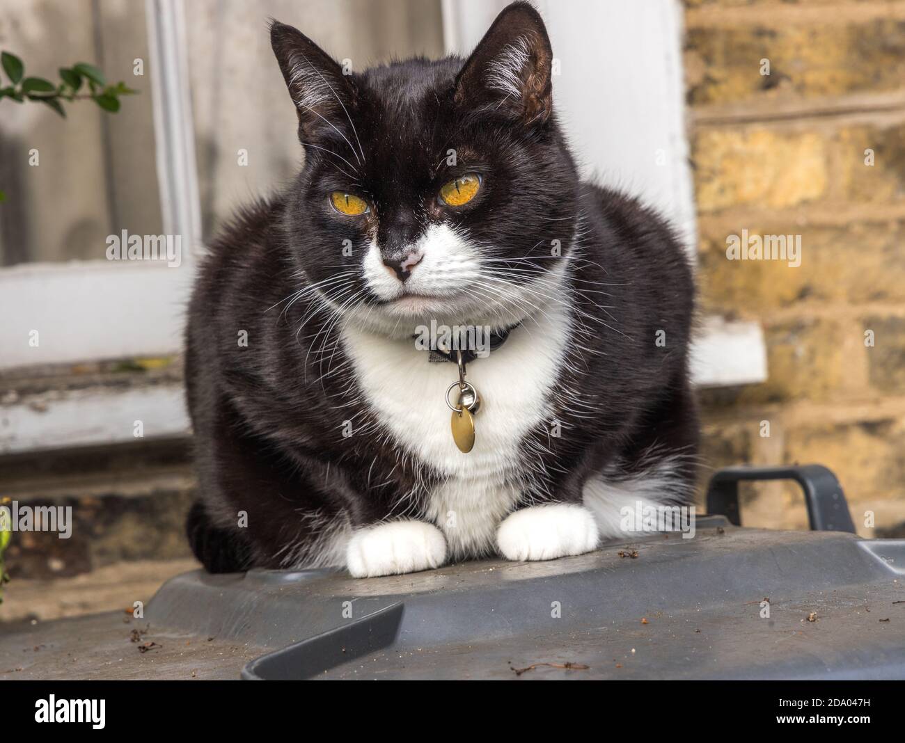 Nahaufnahme einer schwarz-weißen Katze mit einem Kragen sitzt mit gelben Augen Stockfoto
