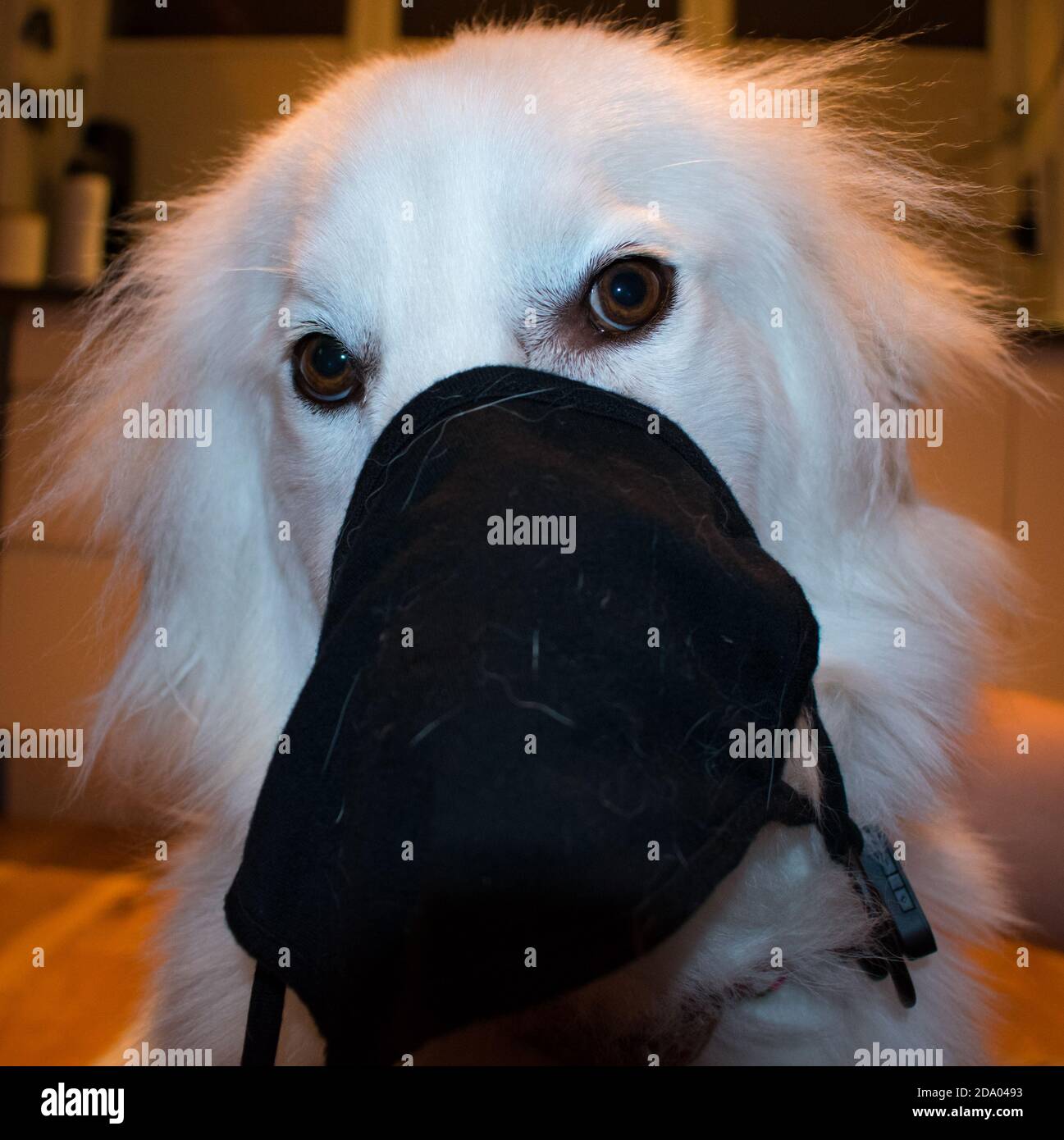 Lustige Hunde Tragen Maske. COVID 19 Maske Tragemotiv Stockfotografie -  Alamy