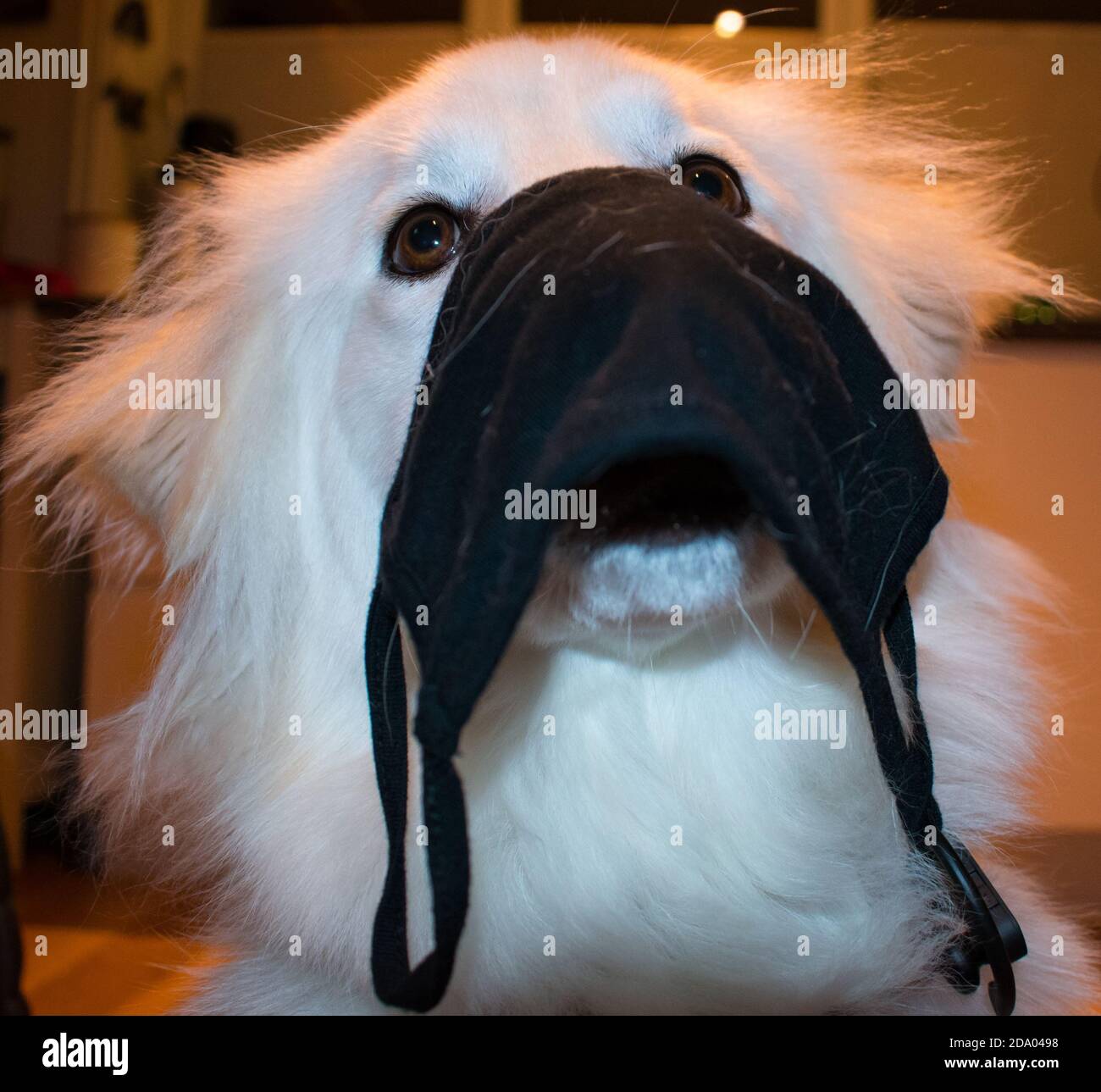 Lustige Hunde Tragen Maske. COVID 19 Maske Tragemotiv Stockfoto