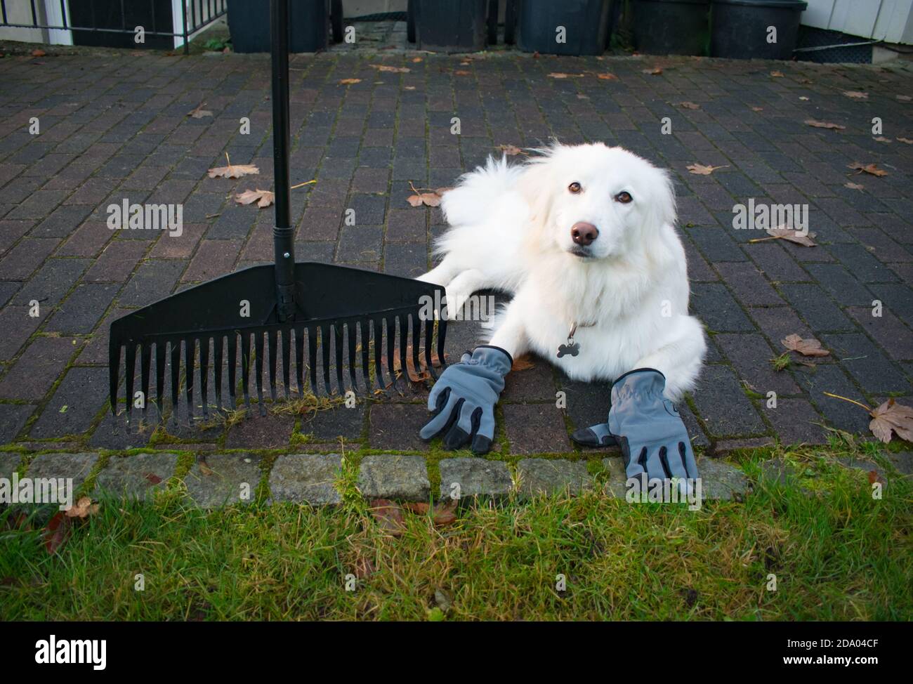Funny Dog Doing House Arbeit Tragen Handschuhe und Laub - Hund Macht Aufgaben Motiv Stockfoto