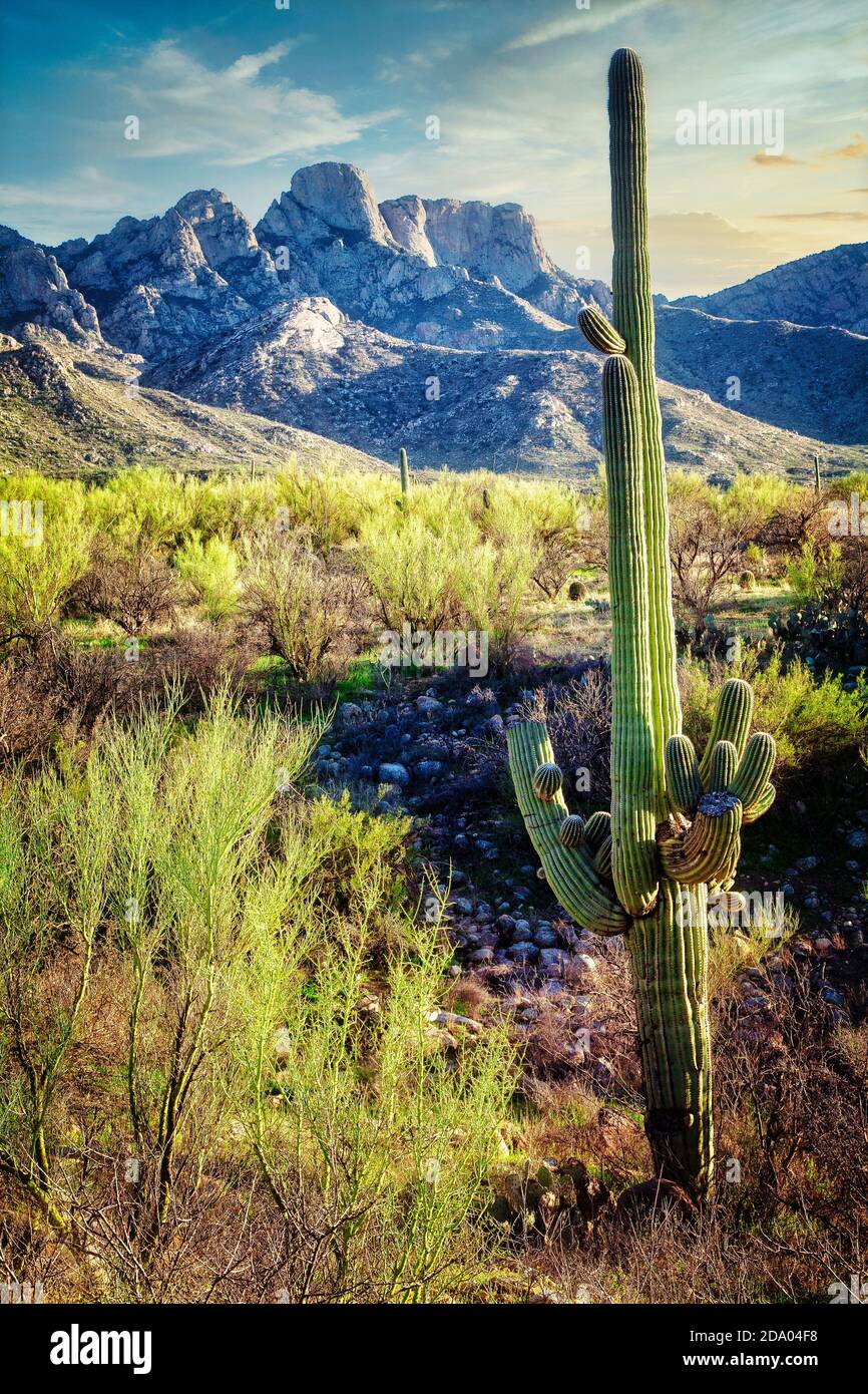 Die hohen Sonoran Wüste in Catalina State Park in der Nähe von Tucson, Arizona. Stockfoto