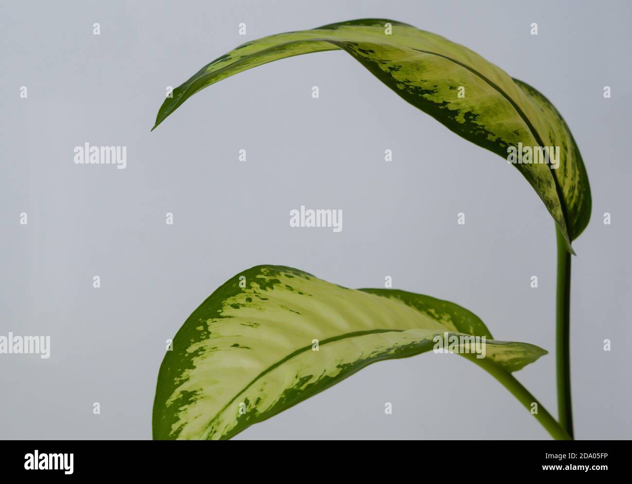 Dieffenbachia leaf leaves Fotos und Bildmaterial in hoher Auflösung