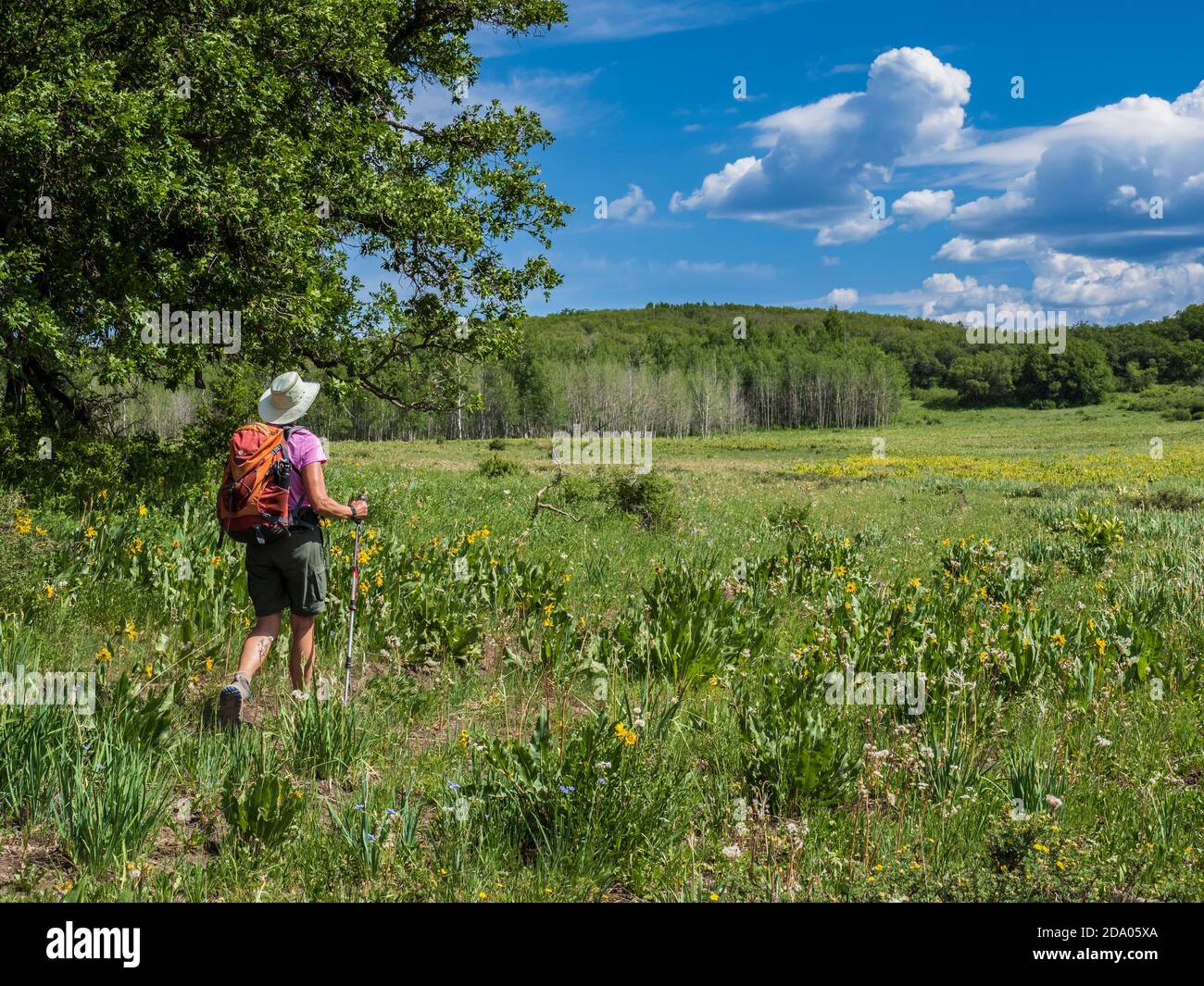 Frau wandert auf dem Box Canyon Trail in der Nähe der Gray Beal Spring, San Juan National Forest, Colorado. Stockfoto