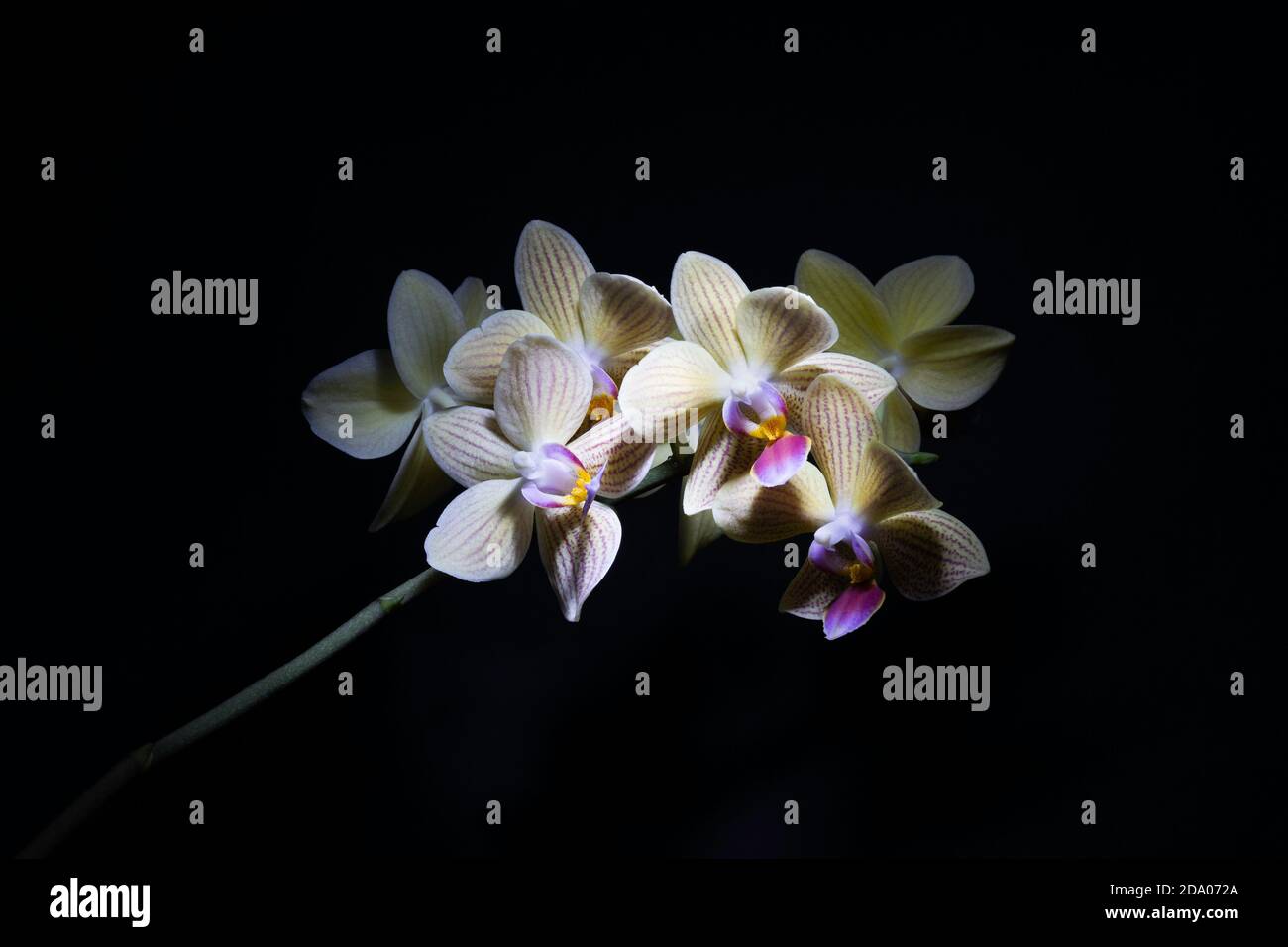 Blühende, blassen gelbe Orchidee auf schwarzem Hintergrund Stockfoto