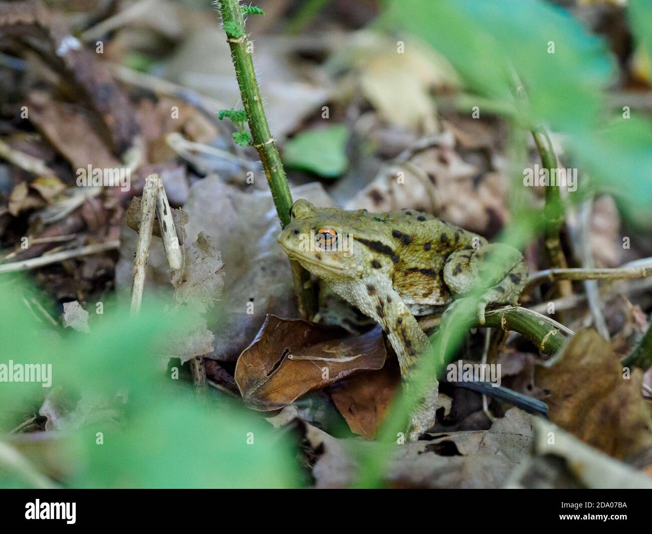 Kröte, Bufo Bufo im Unterholz, Thetford Forest, Norfolk, Großbritannien Stockfoto