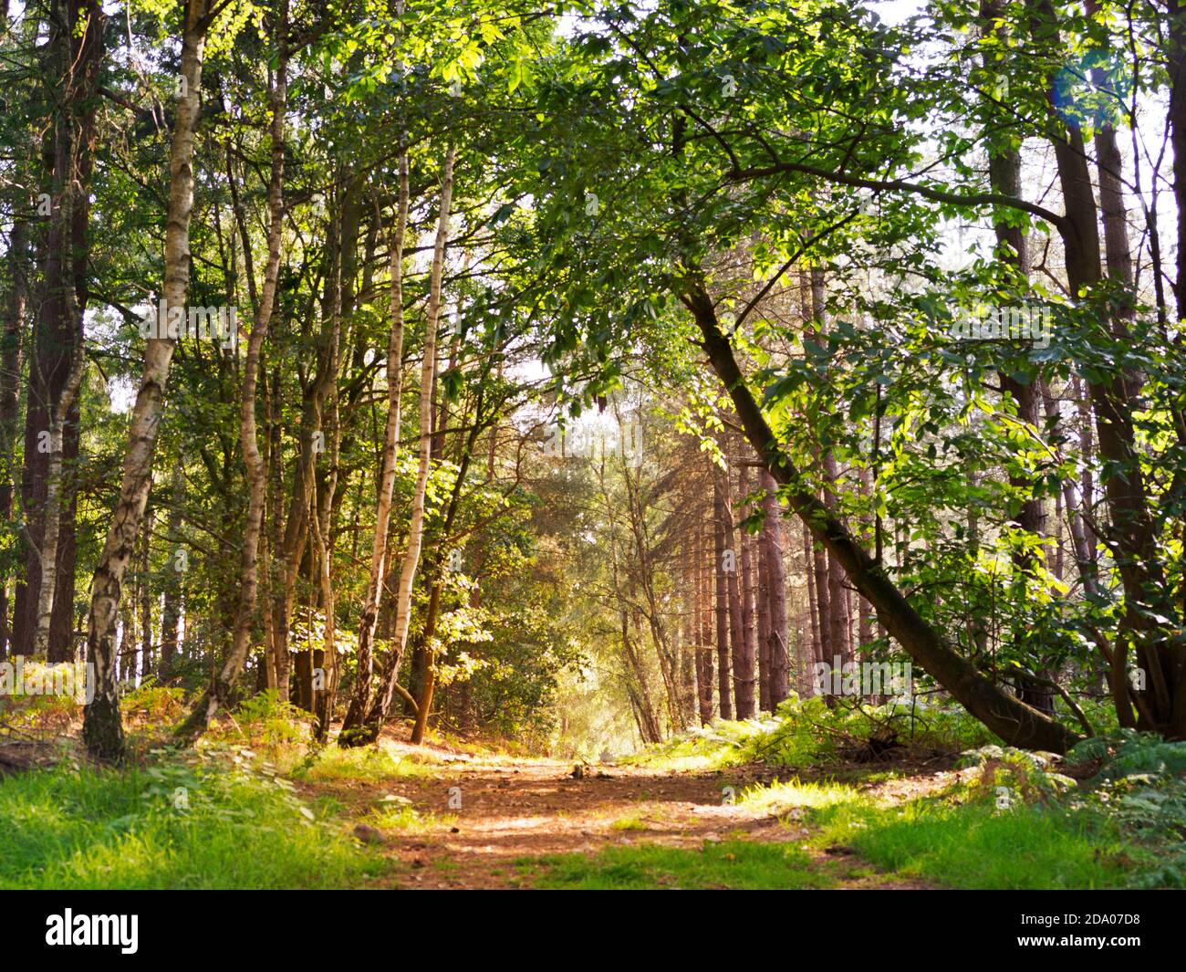 Sonnenschein auf einer Strecke durch den Thetford Forest, Norfolk, Großbritannien Stockfoto