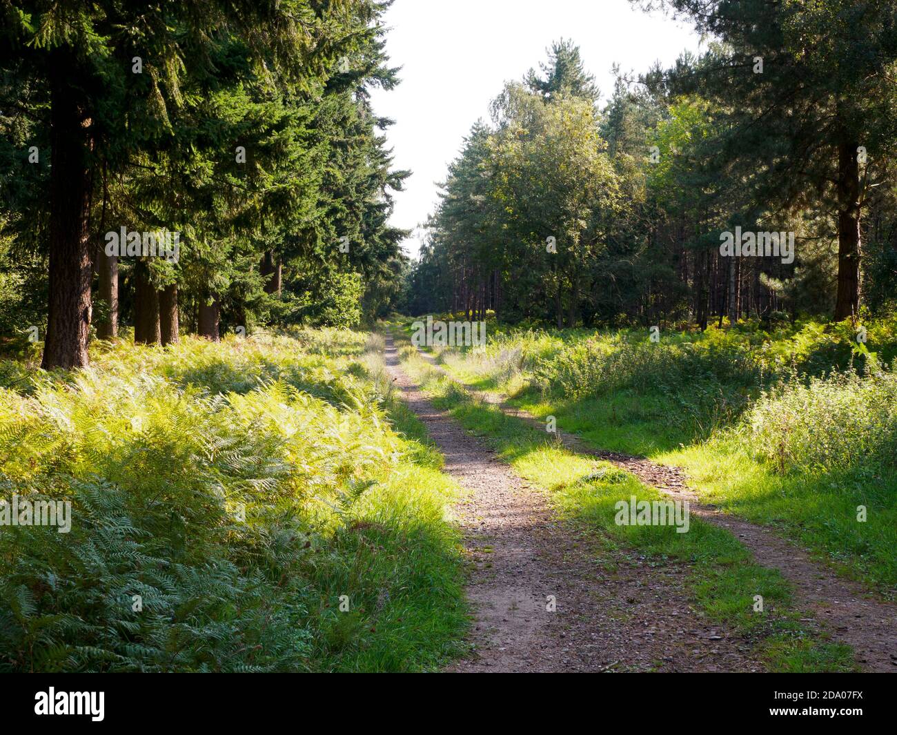 Unbefestigte Straße durch den Thetford Forest, Norfolk, Großbritannien Stockfoto