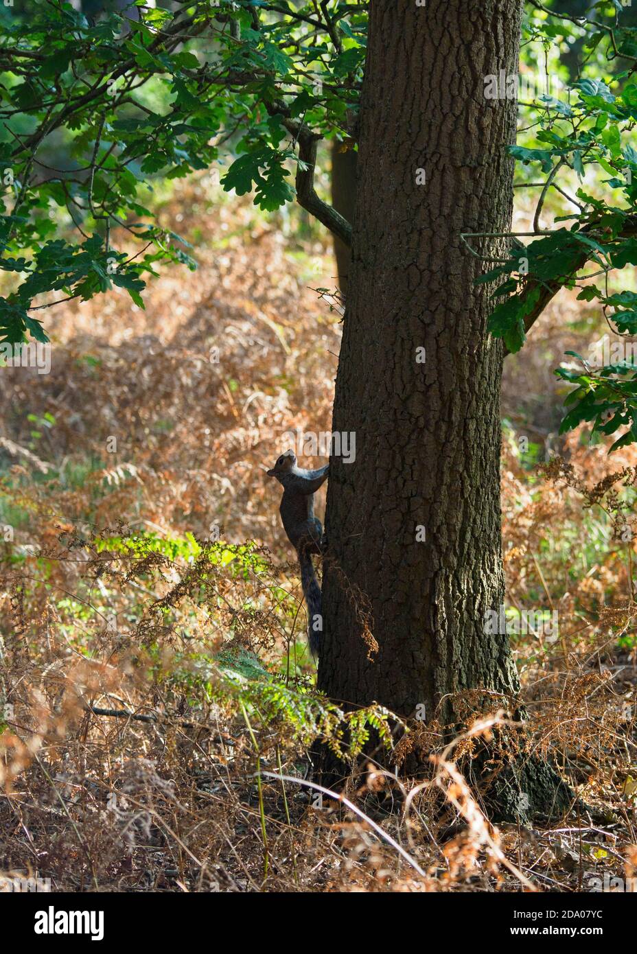Eichhörnchen klettert auf eine Eiche, Stockfoto